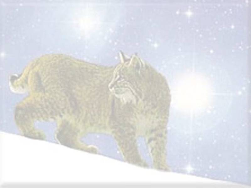 lynx-icons2.jpg